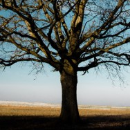 arbre