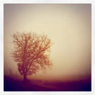 brouillard