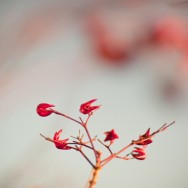 Dernières couleurs avant la neige