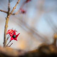 Fleur d'automne