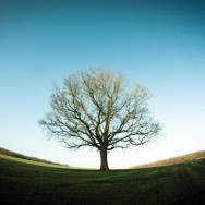 Arbre