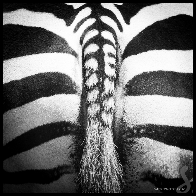 Black n'white zoo