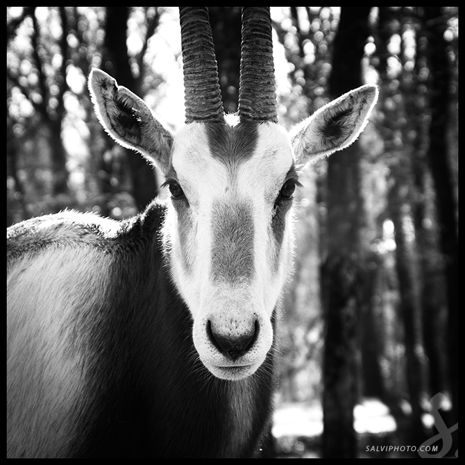 Black n'white zoo